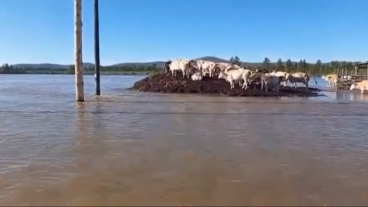 Якутские коровы забрались на холм, чтобы спастись от наводнения