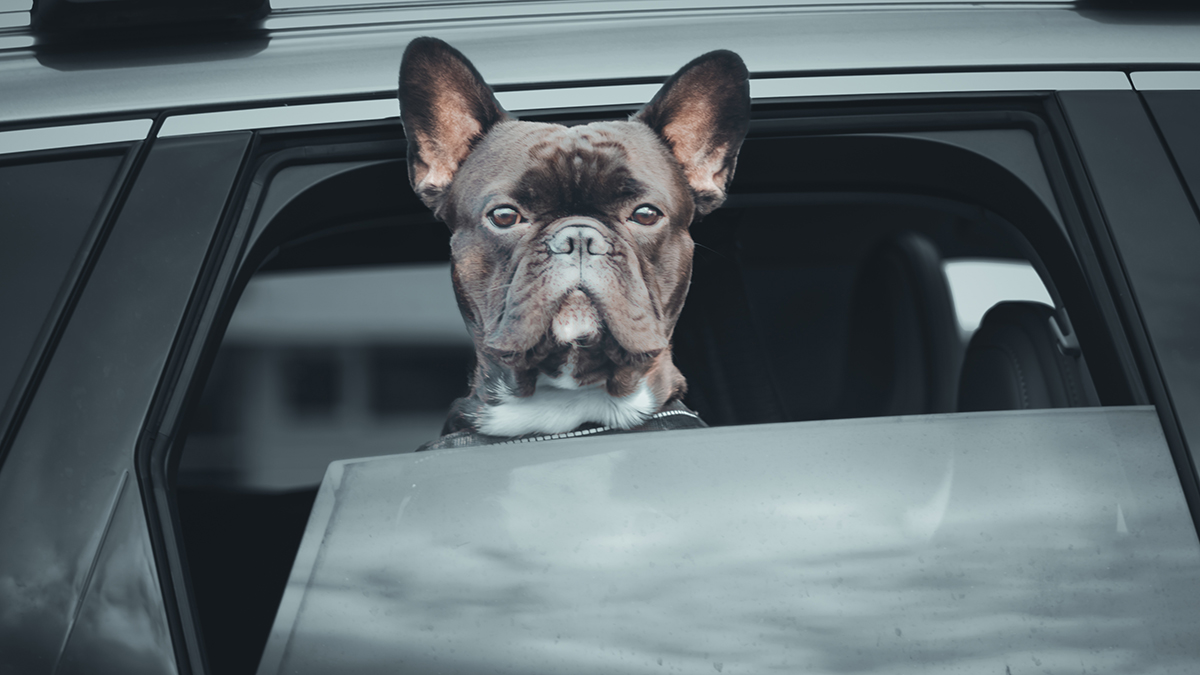 Автоматические штрафы: как будут выявлять водителей без полиса ОСАГО с 1 ноября