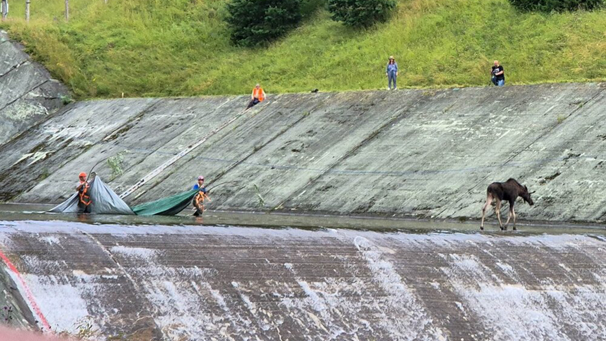 Один из лосей, застрявших в Куйбышевском гидроузле, смог выбраться на сушу