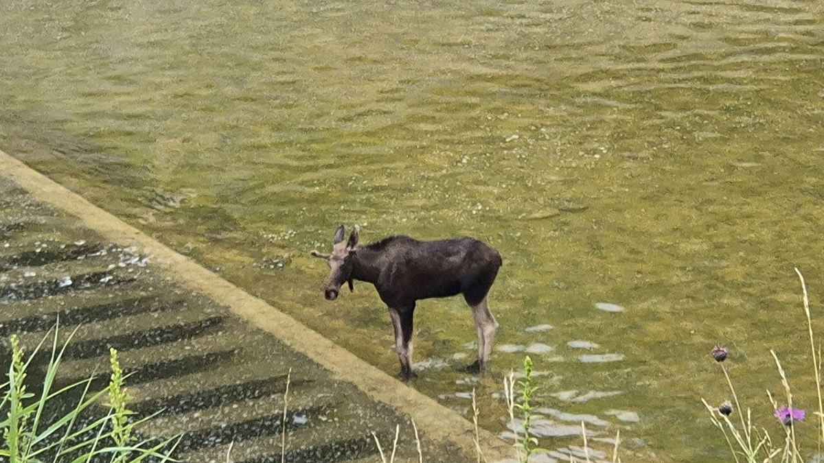 Второй застрявший на водохранилище под Истрой лось смог спастись и ушел в лес
