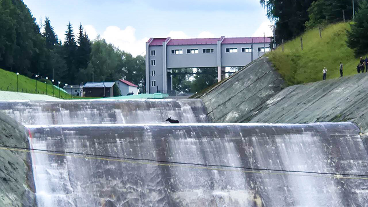 Водосброс начался на гидроузле Истринского водохранилища, где застряли два лося