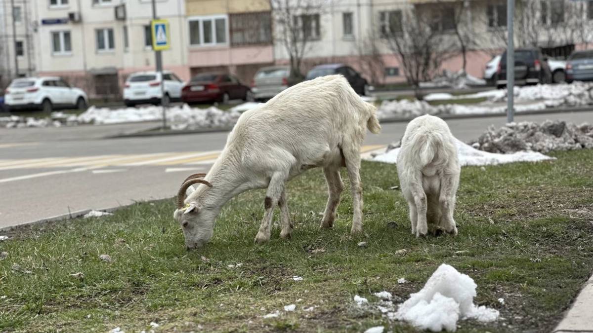 Стала известна судьба легендарных бутовских коз