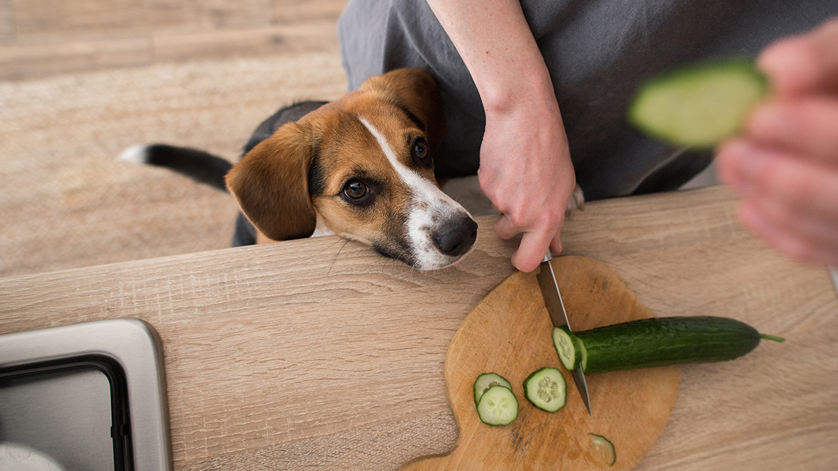 В Госдуму внесут законопроект об ограничении числа кошек и собак в квартирах