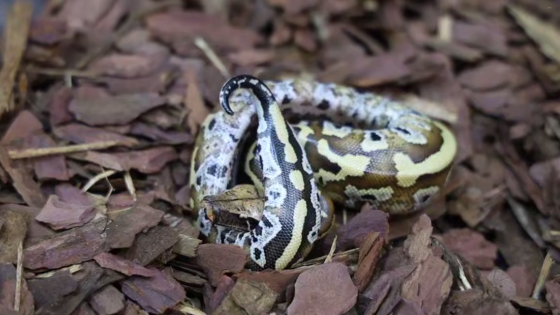 Два детеныша короткохвостого питона появились на свет в Московском зоопарке 