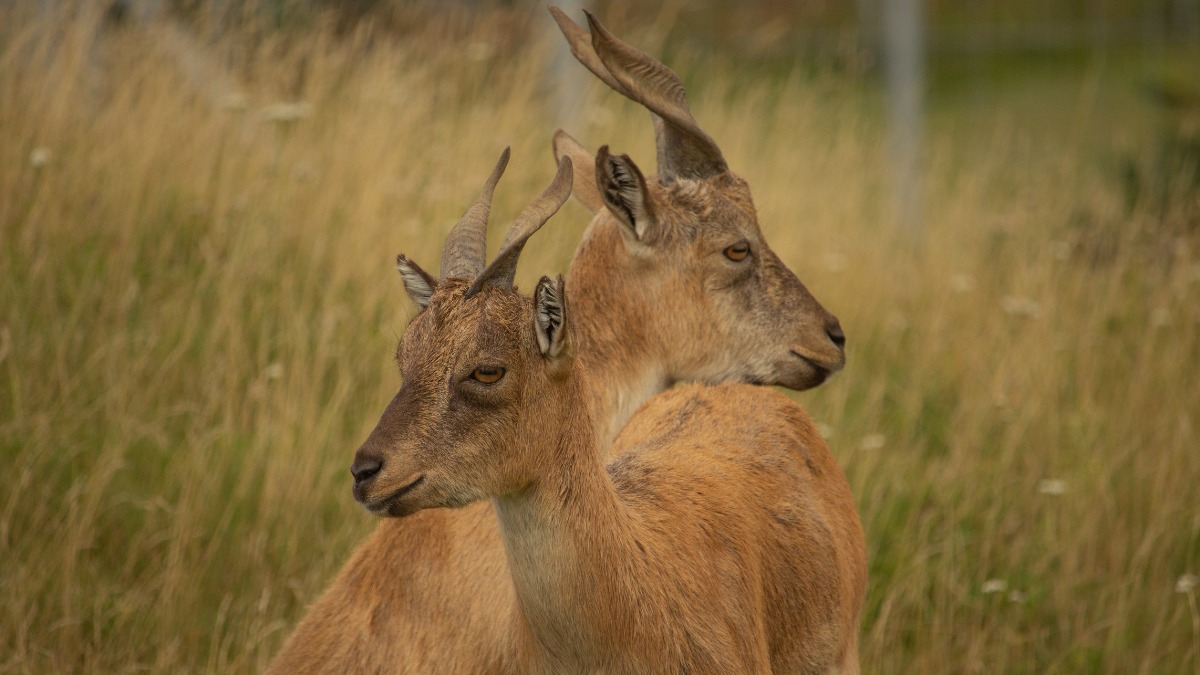 Три таджикских винторогих козленка родились в Московском зоопарке