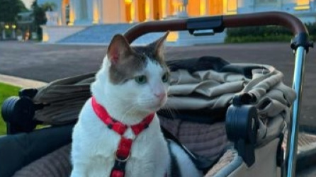 Кот президента Индонезии оказался в центре скандала из-за личной охраны