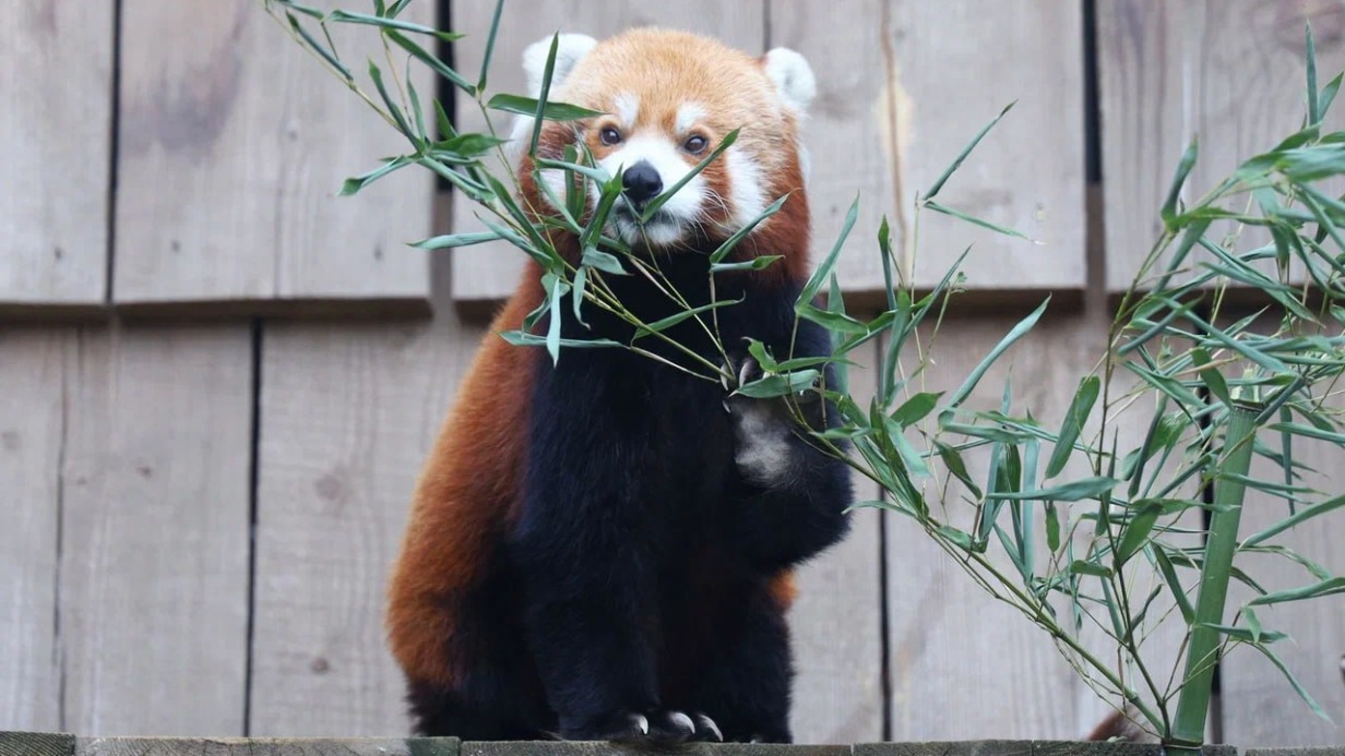 Красная панда Рыжик скончалась в возрасте 10 лет в Московском зоопарке