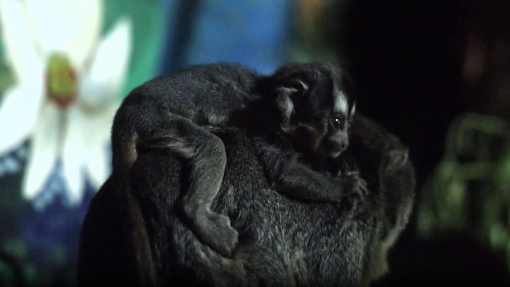 Детеныш краснокнижной боливийской обезьяны появился на свет в Московском зоопарке