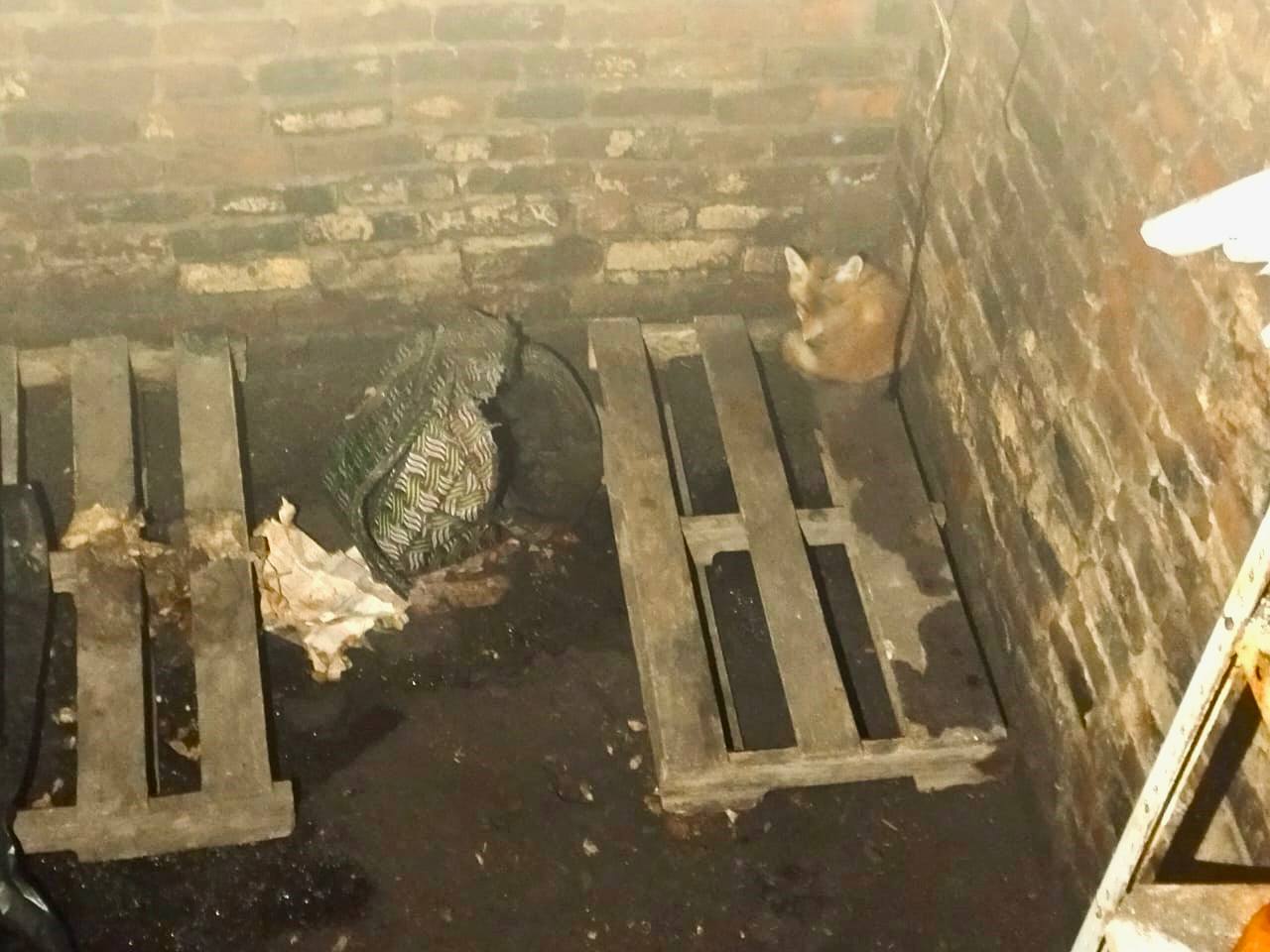 Лисенок упал в погреб в Подмосковье и неделю просидел в одиночестве