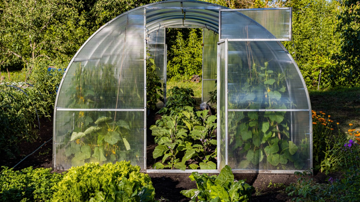 Что обязательно нужно сделать на даче во второй половине сезона