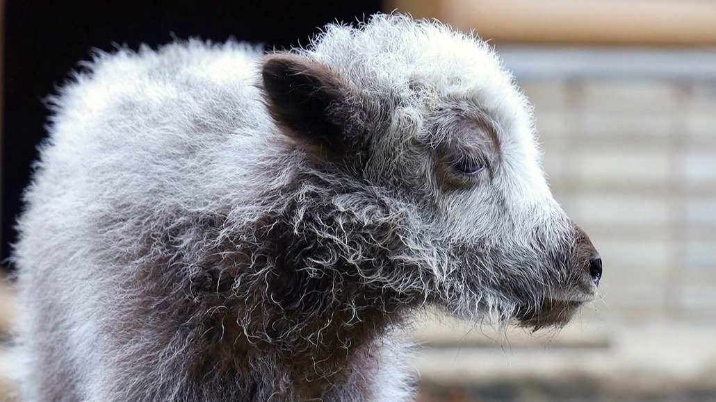 В Московском зоопарке появился на свет детеныш домашнего яка