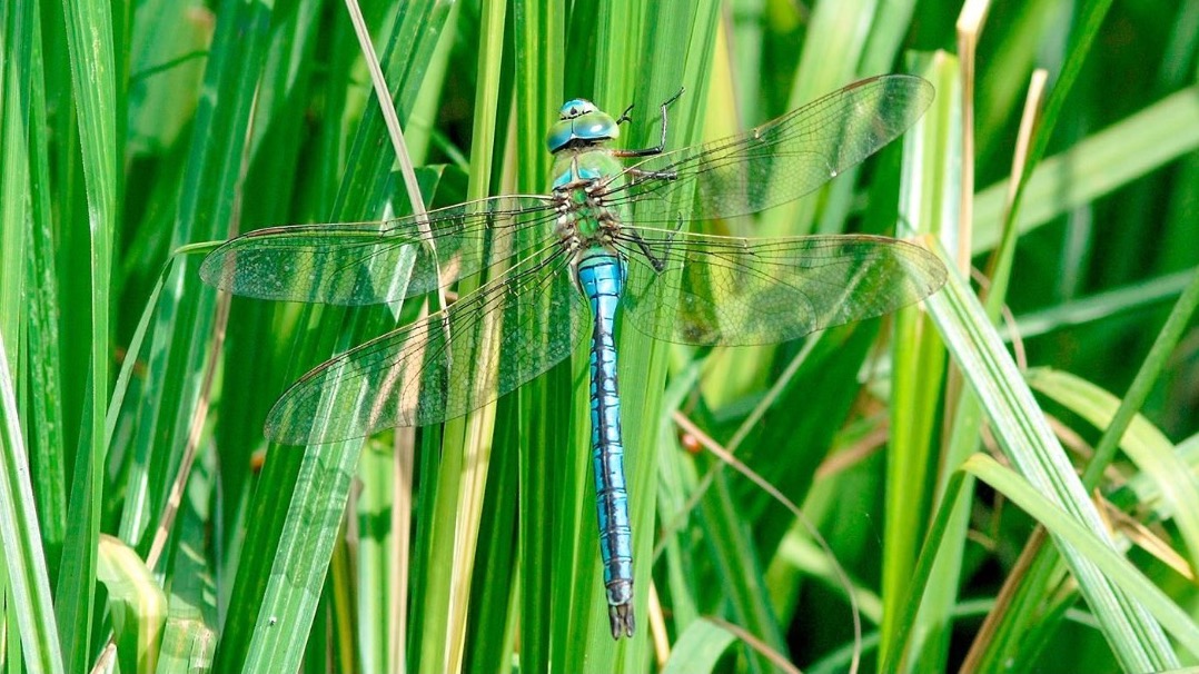 Бабка бронзовая и красотка-девушка: какие виды стрекоз можно встретить в Москве