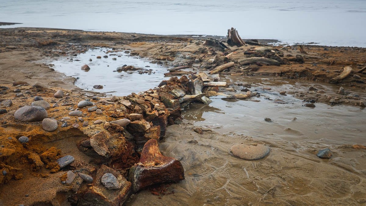 Петербургские ученые нашли скелеты древних китов