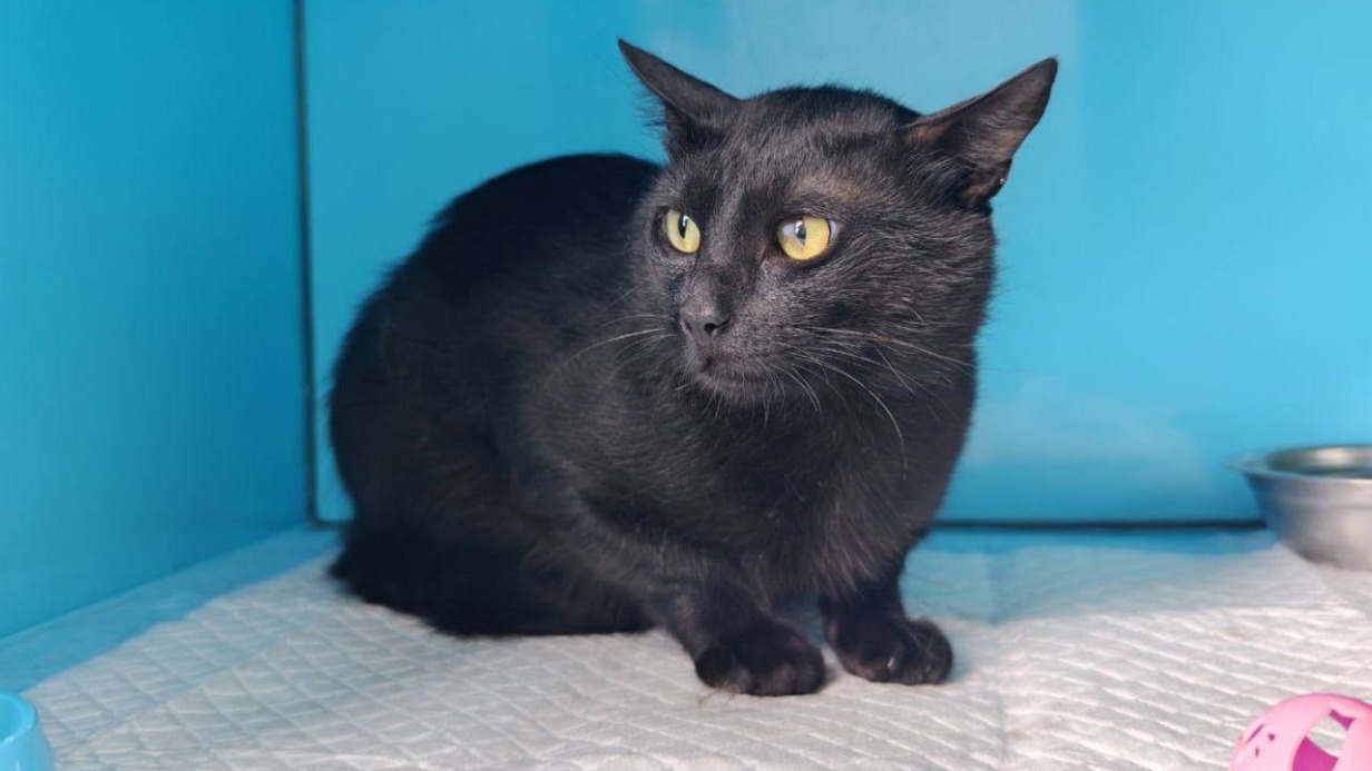 Кот, переплывший в контейнере Черное море, обрел хозяев