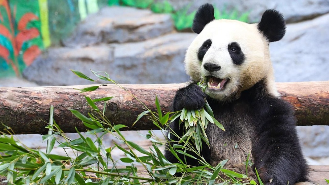 Онлайн-трансляции Московского зоопарка стали доступны на английском языке