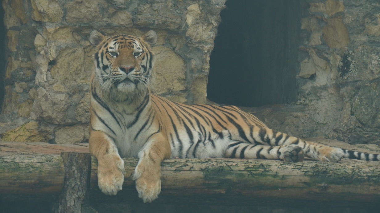 Амурский тигр в Московском зоопарке