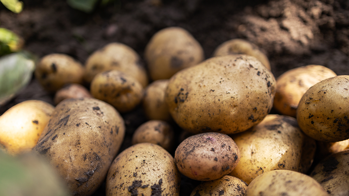 Когда нужно сажать картофель