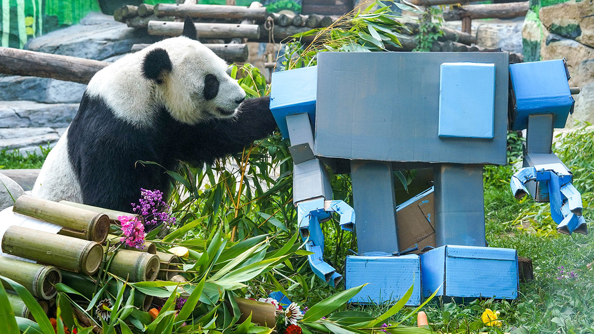 В Московском зоопарке отметили восьмилетие панды Диндин