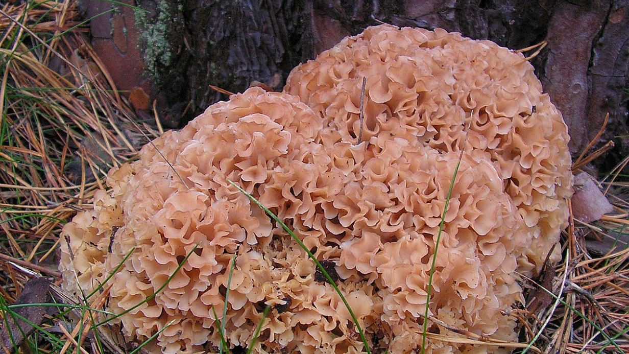 Похожий на капусту редчайший гриб из Красной книги нашли в Алтайском крае