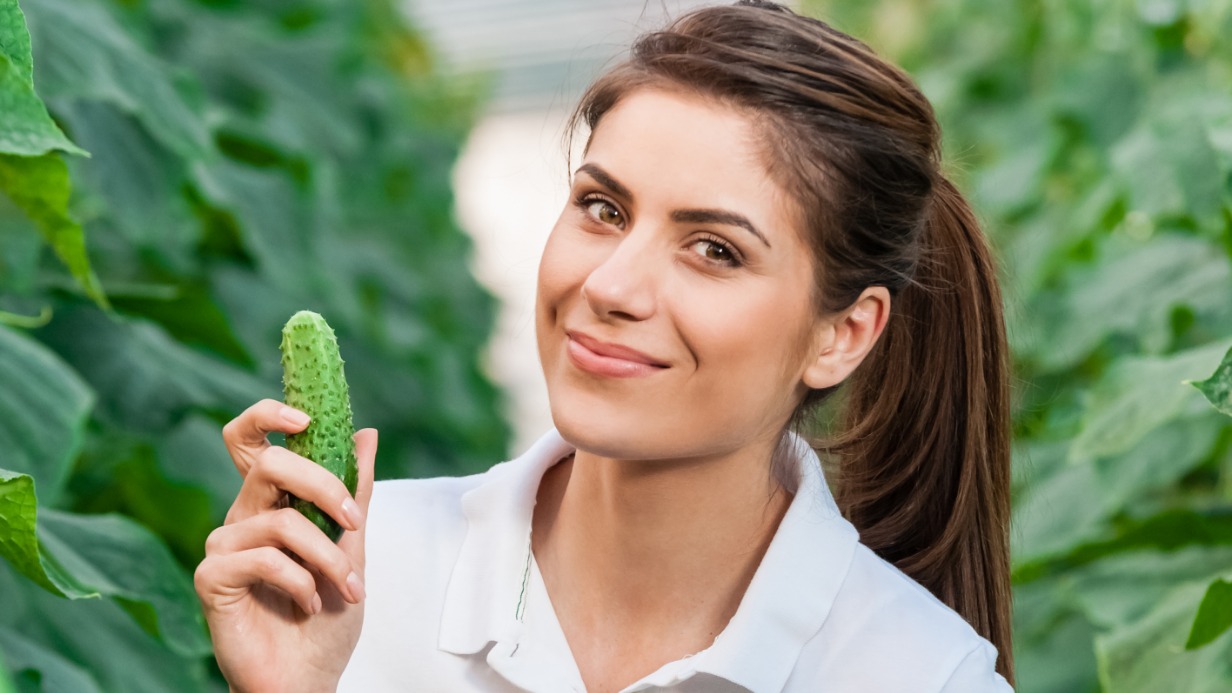 Собирать огурцы лучше утром. Говорят, что чем острее пупырышки, тем лучше огурцы в засолке