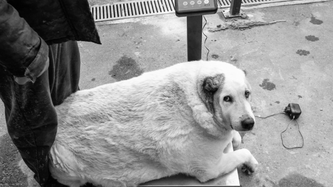 Умер пес Кругетс, весивший 100 килограммов 