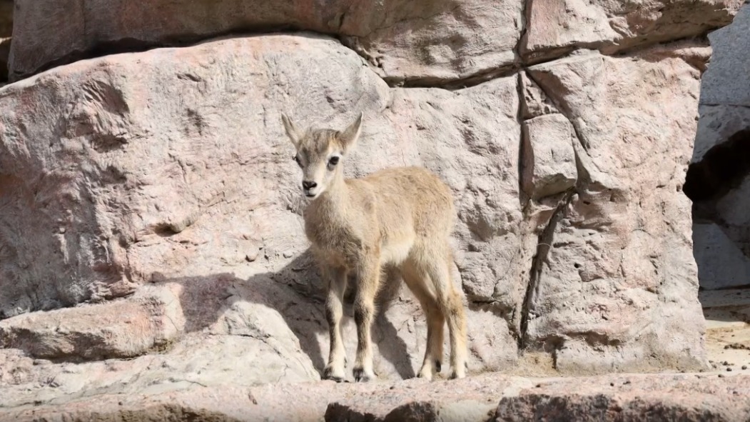 Детеныш голубого барана родился в Московском зоопарке