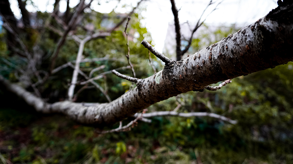 Появились подробности гибели актрисы Софьи Шельменкиной в лесу
