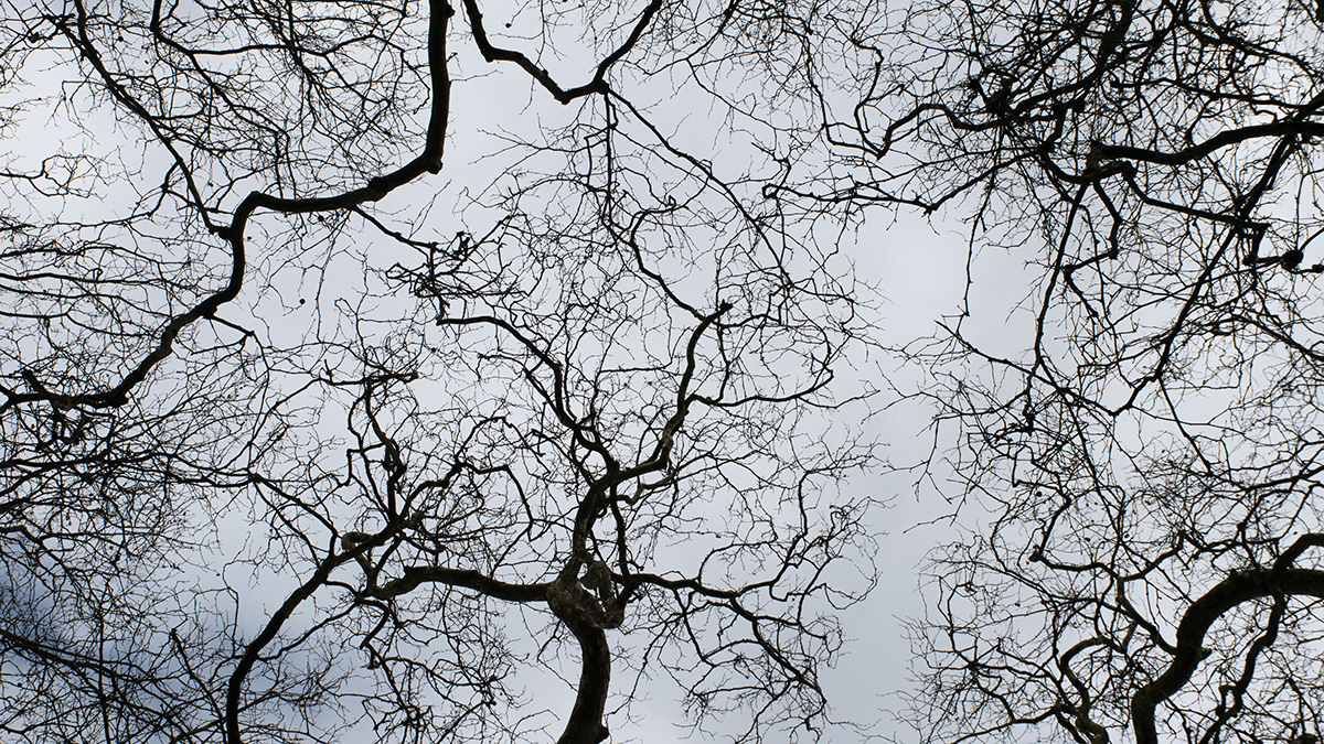 Сотрудницу Google убило ударом огромной ветки во время похода с возлюбленным