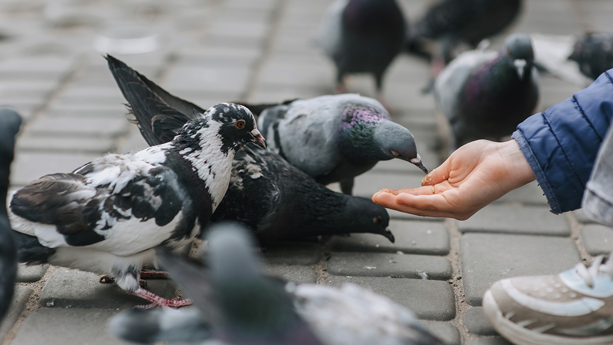 В каких местах нельзя кормить голубей 