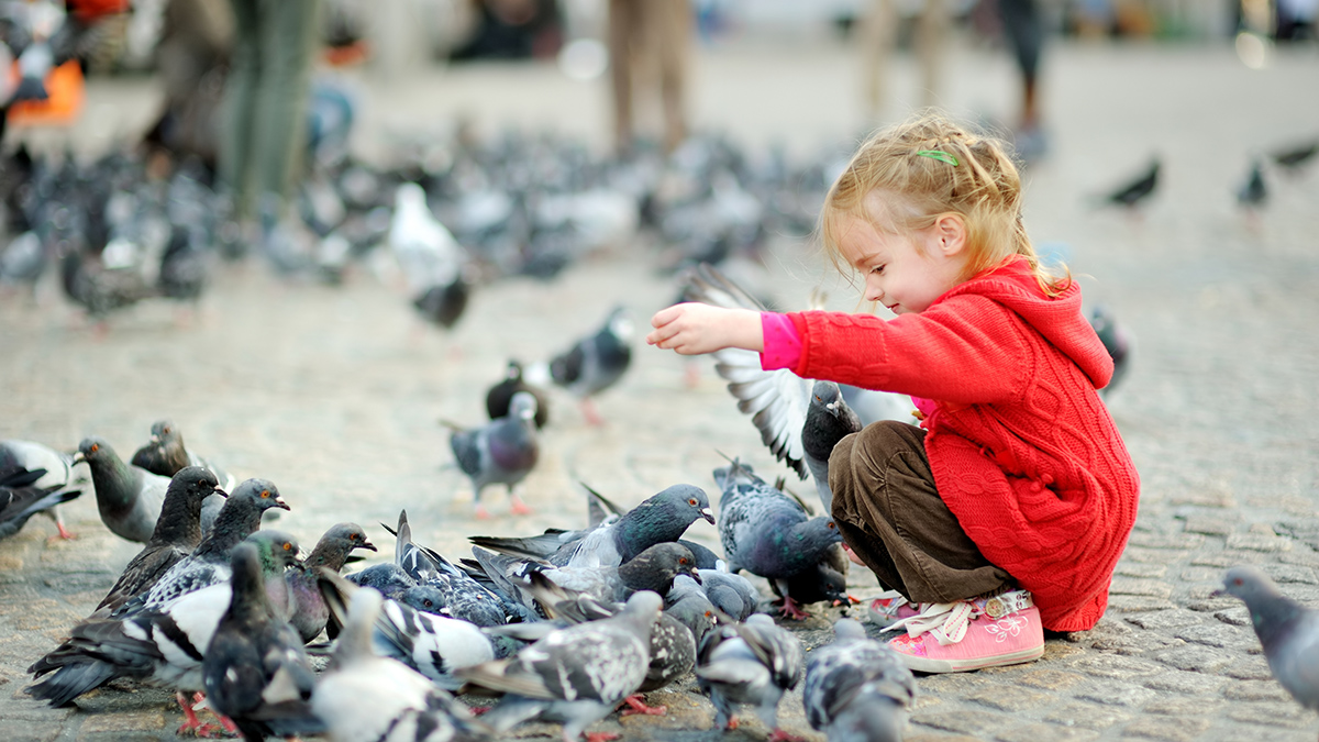 Эксперт рассказал, когда за кормление голубей у подъезда на самом деле грозит штраф