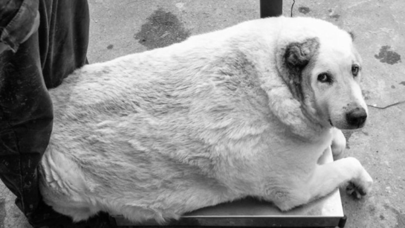 Почему умер пес Кругетс