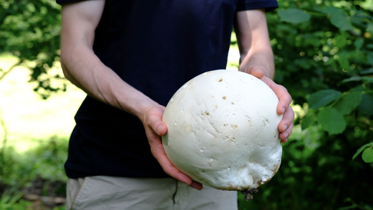 Жительница Калининграда обнаружила гигантское «яйцо динозавра» у себя на участке