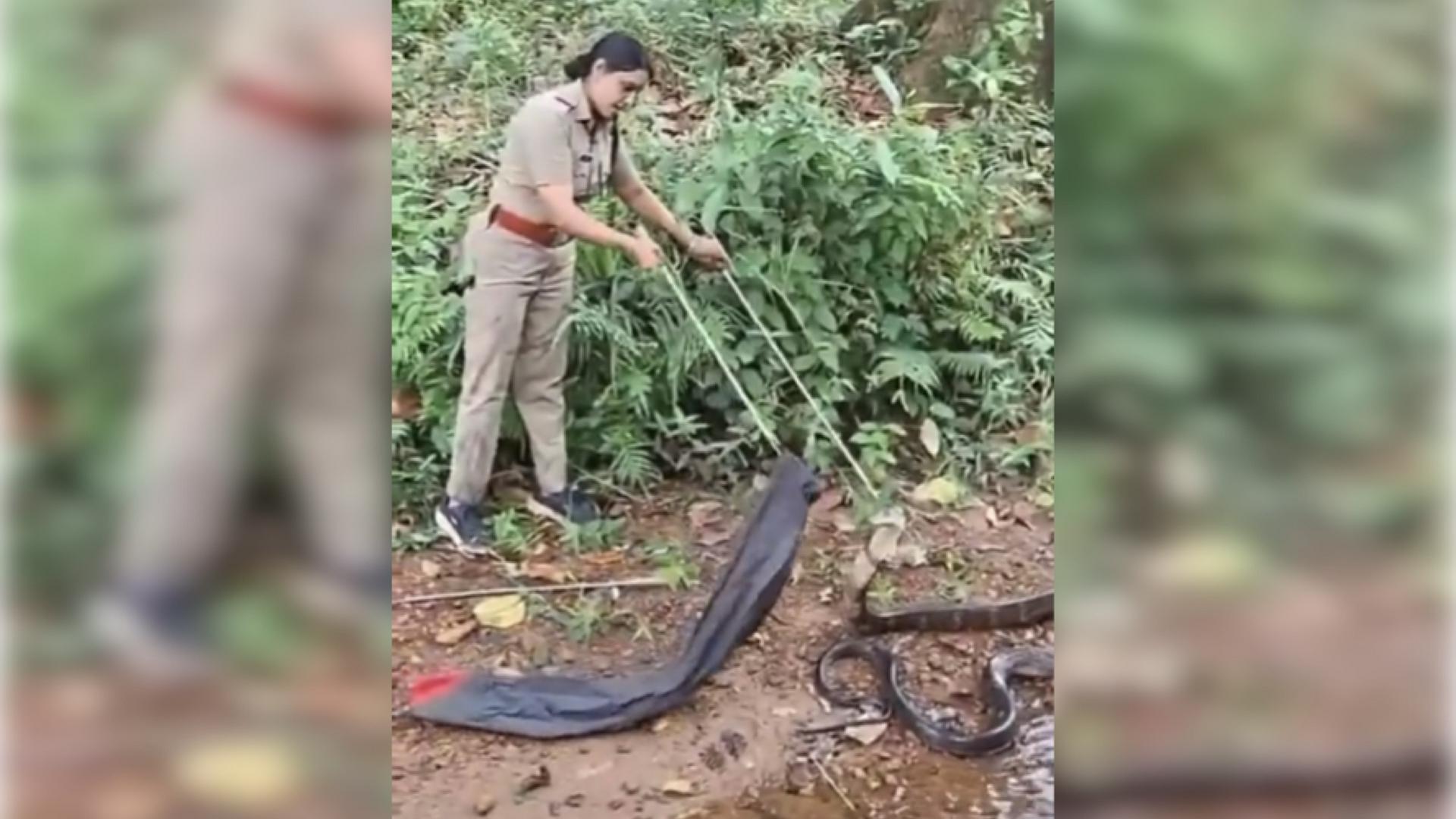 Женщина из Индии сразилась с самой большой ядовитой змеей в мире