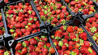 Пенсионерки на трассе начали продавать китайскую клубнику под видом собственной