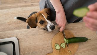 Какими продуктами со стола нельзя кормить кошек и собак