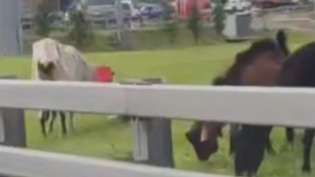 Преемников бутовских коз заметили на северо-западе Москвы