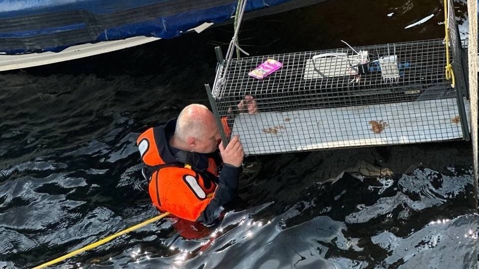 Спасатели вытащили кота, на неделю застрявшего в стене набережной в Петербурге