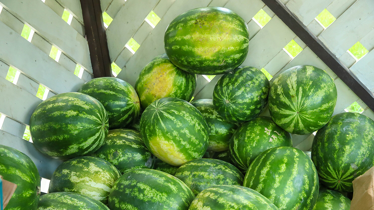 Опасные признаки арбуза