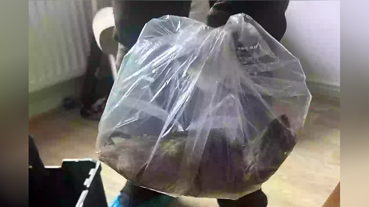 Самую большую в стране крысу поймали в Великобритании