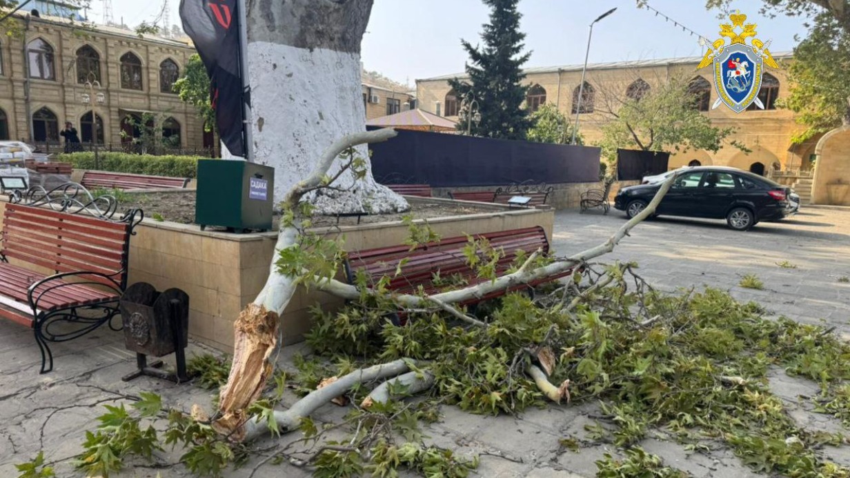 Сотрудницу «Газпрома» насмерть придавило дерево в Дербенте