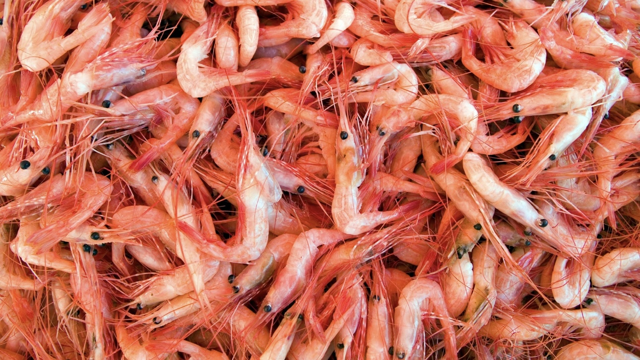 Ученые обнаружили новую глазную инфекцию, передающуюся от креветок