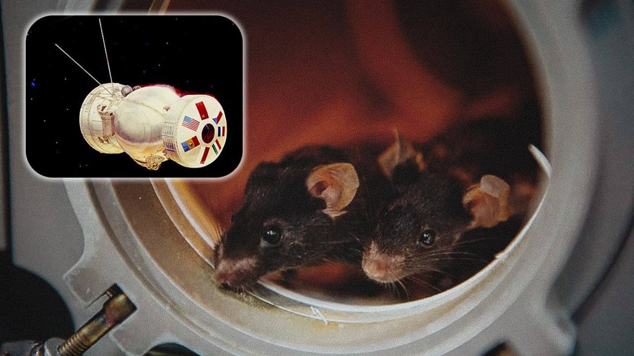 Названа дата запуска российского биоспутника с мышами