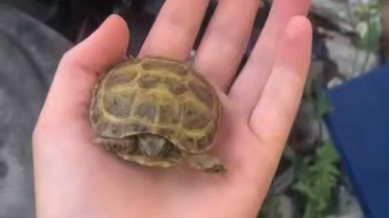 Более 10 детенышей краснокнижных черепах нашли на помойке в Твери