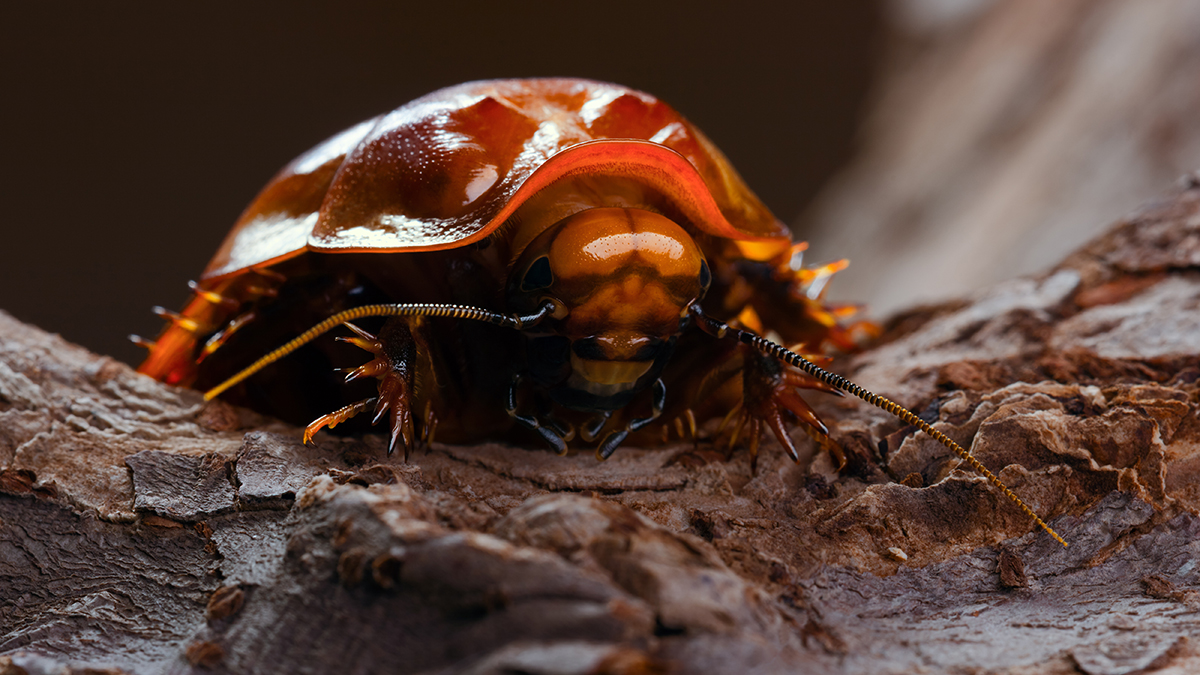 Самые жуткие насекомые и животные Австралии: топ-10