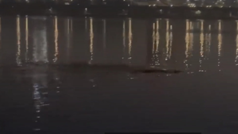 Речное чудовище поднялось на поверхность посреди Сеула