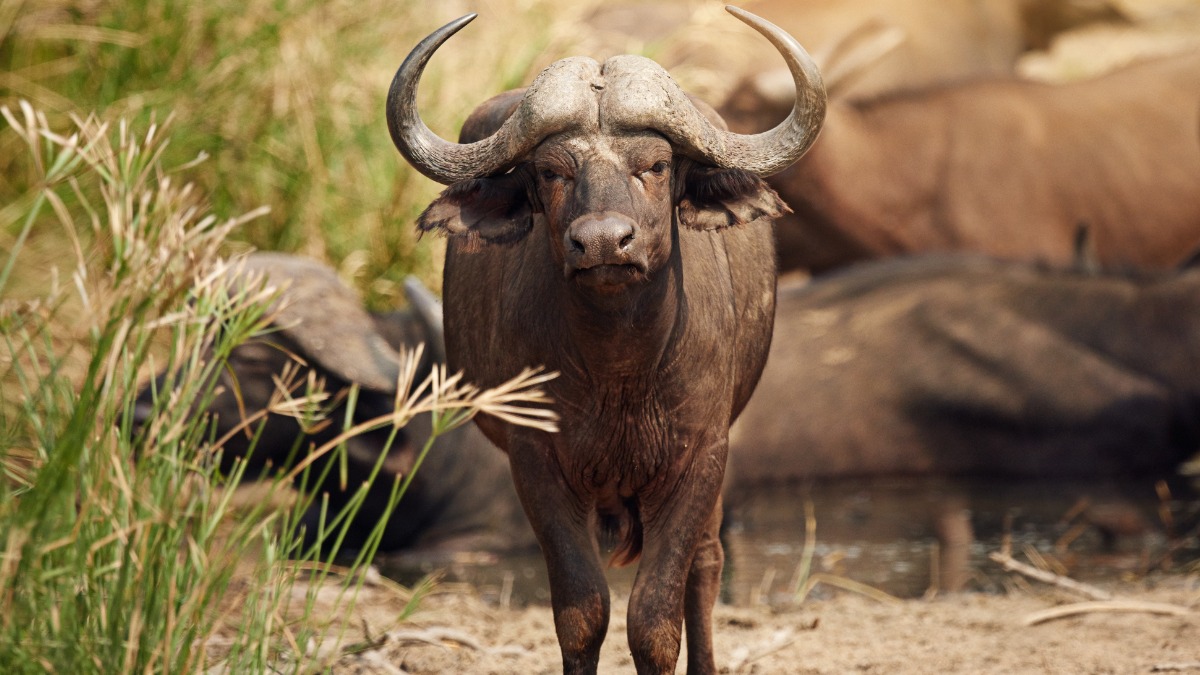 Появились подробности смерти миллиардера Уоткинса, которого забодал буйвол