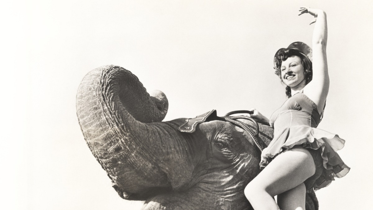 Слоны впервые появились в цирке в конце XIX века, когда представления с животными стали популярными