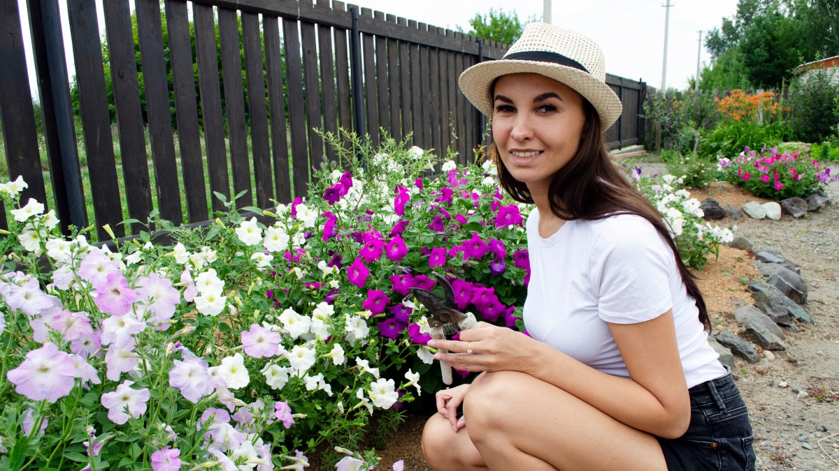 Чтобы петуния цвела до морозов, почаще обрывайте отцветшие соцветия и проведите омолаживщую обрезку