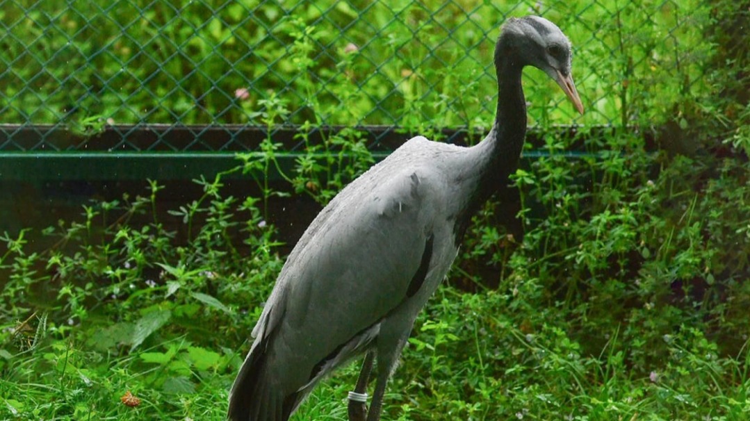 «Активные граждане» дадут имена птенцам журавля-красавки из Московского зоопарка