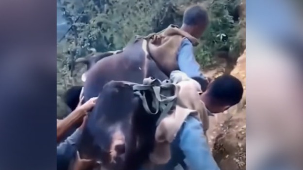 Два брата принесли к ветеринару 200-килограммовую корову на спине